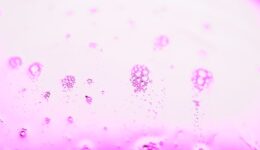 Plastik w kosmetykach – co oznacza obecność mikroplastiku w produktach?