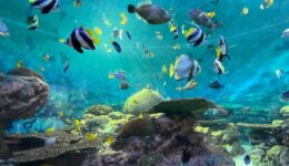 Plastik w oceanach a życie morskie. Jakie są skutki zanieczyszczeń?