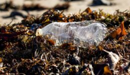 Wpływ plastiku na zwierzęta. Dlaczego fauna jest tak zagrożona?